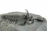 Short Trident Walliserops Trilobite - Top Quality Example #244127-1